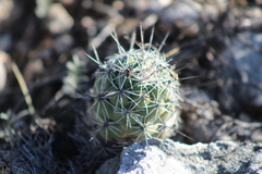 Neolloydia conoidea
