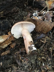 Lactarius quietus incanus
