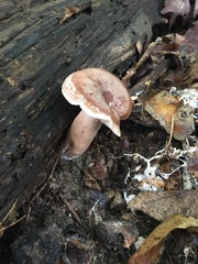 Lactarius quietus incanus