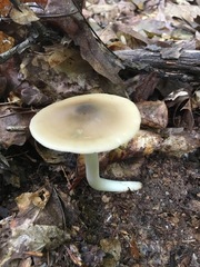 Entoloma griseum