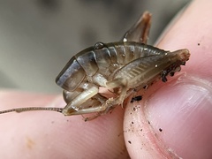 Ceuthophilus californianus