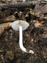 Entoloma griseum