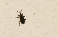 Aulacobaris