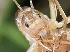 Ceuthophilus californianus