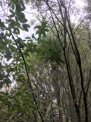 Melicytus ramiflorus