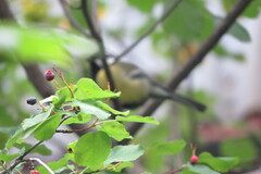 Amelanchier alnifolia