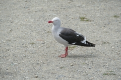 Leucophaeus scoresbii