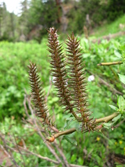 Salix saxatilis