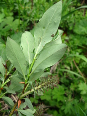 Salix saxatilis