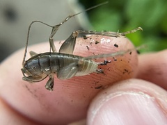 Ceuthophilus californianus