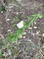 Metastelma barbigerum