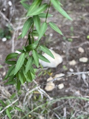 Metastelma barbigerum