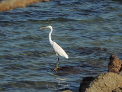Egretta gularis