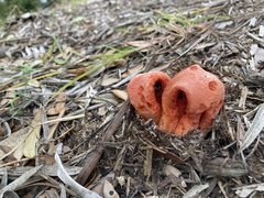 Clathrus columnatus