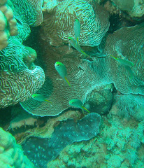 Neopomacentrus miryae