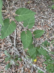 Matelea edwardsensis