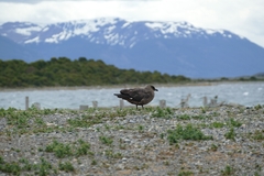 Stercorarius chilensis