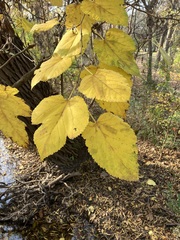 Morus rubra