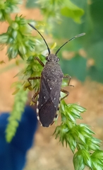 Catorhintha apicalis