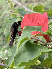 Ephyriades