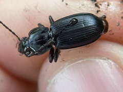 Pterostichus