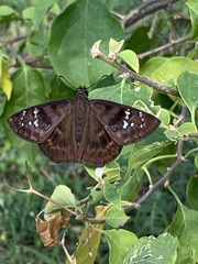 Ephyriades