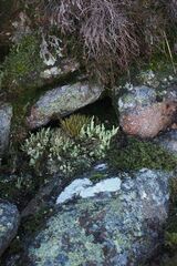 Cladonia bellidiflora