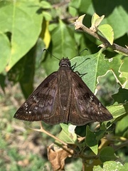 Ephyriades