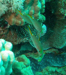 Neopomacentrus miryae