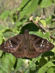 Ephyriades