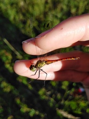 Sympetrum depressiusculum
