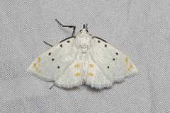 Brihaspa atrostigmella