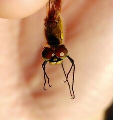 Sympetrum depressiusculum