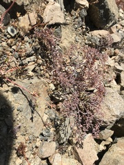 Chorizanthe