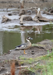 Speculanas specularis