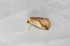 Rivula striatura