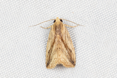 Rivula striatura