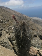 Oreocereus leucotrichus