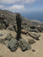Oreocereus leucotrichus