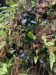 Hymenophyllum nephrophyllum