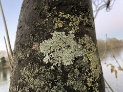 Punctelia jeckeri