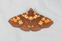 Saroba pustulifera