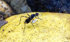 Taeniaptera trivittata