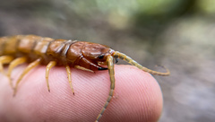 Scolopendra alternans