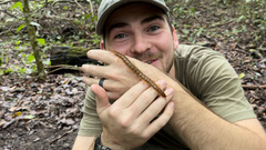 Scolopendra alternans