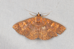 Sarobides inconclusa