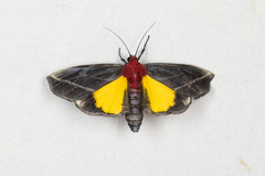 Toccolosida rubriceps