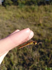 Sympetrum depressiusculum