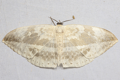 Cyclidia substigmaria