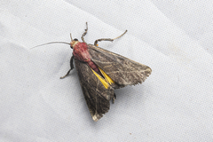 Toccolosida rubriceps